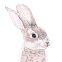 Servietter 33x33 cm Rabbit
