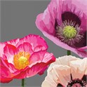 Servietter 33x33 cm Fabulous Poppies