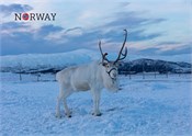 Postkort reinsdyr vinter
